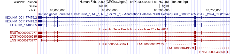 gene isoform structure of HDX