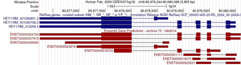 gene isoform structure of HEY1