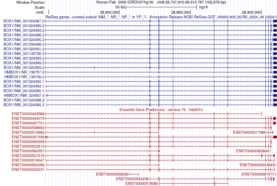 gene isoform structure of HMBOX1
