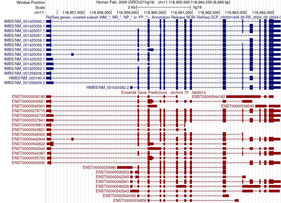 gene isoform structure of HMBS