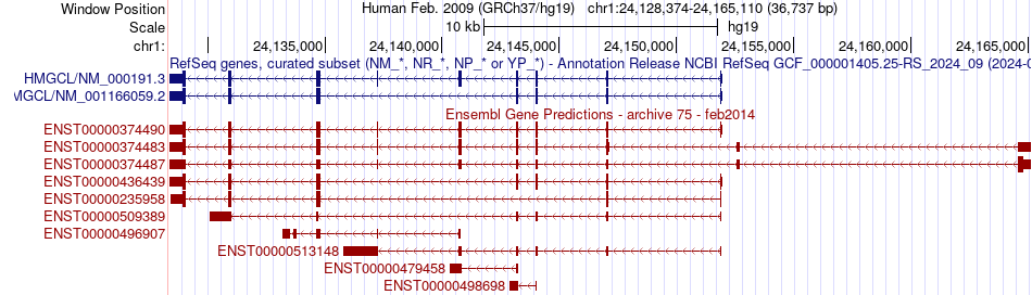 gene isoform structure of HMGCL