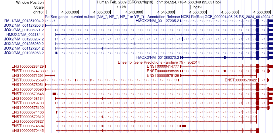 gene isoform structure of HMOX2