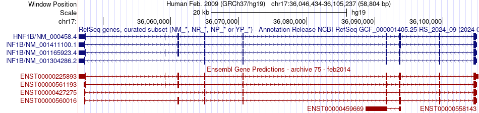 gene isoform structure of HNF1B