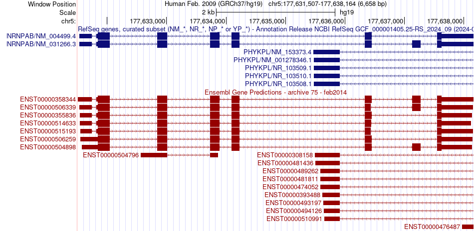 gene isoform structure of HNRNPAB