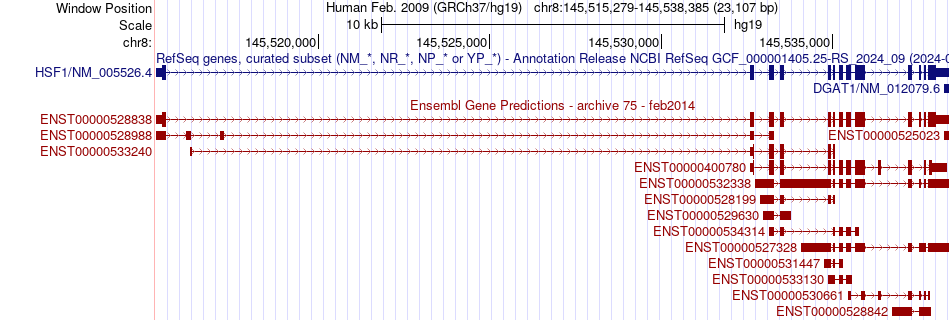 gene isoform structure of HSF1