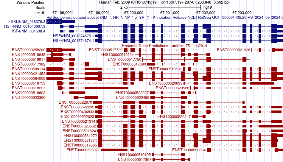 gene isoform structure of HSF4