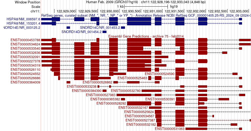 gene isoform structure of HSPA8