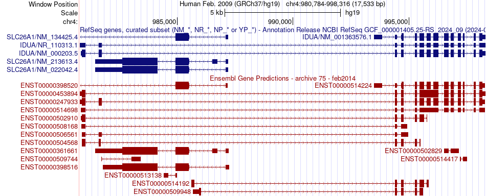 gene isoform structure of IDUA