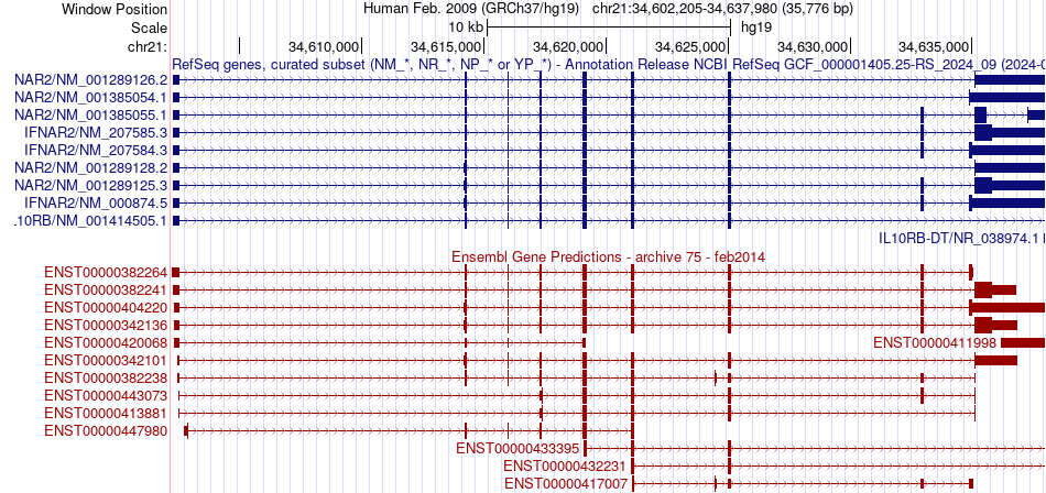 gene isoform structure of IFNAR2
