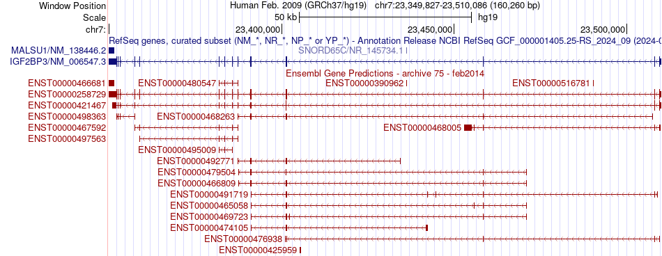 gene isoform structure of IGF2BP3