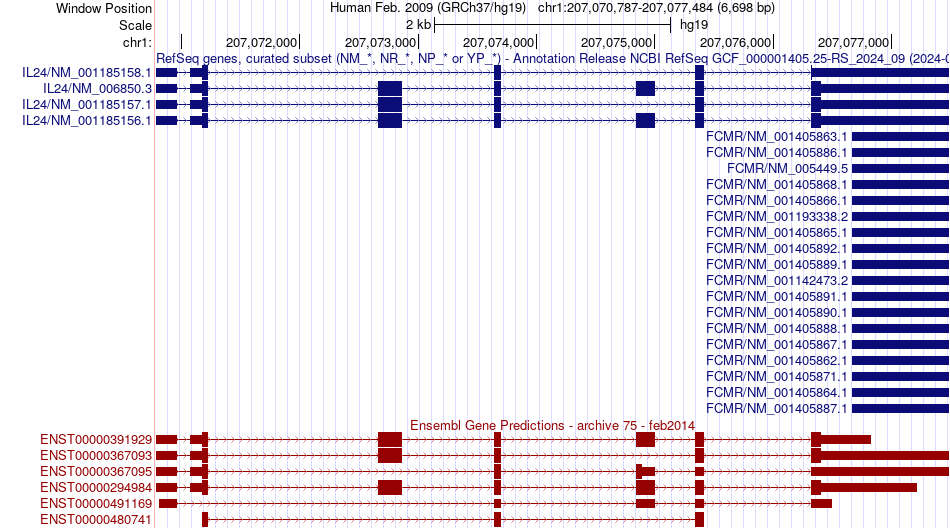 gene isoform structure of IL24