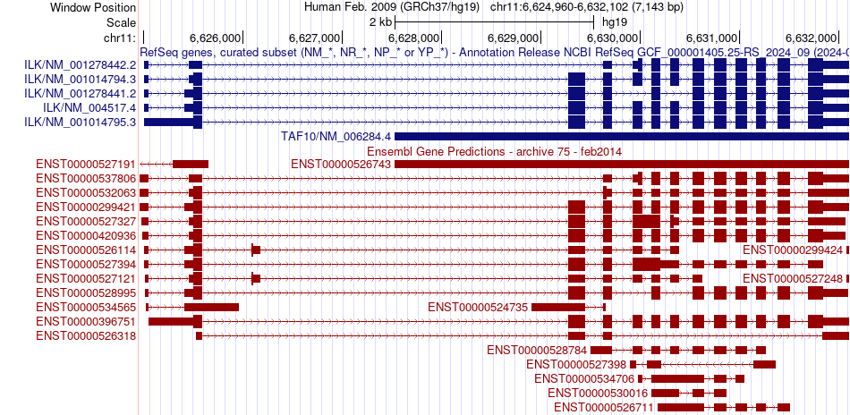 gene isoform structure of ILK