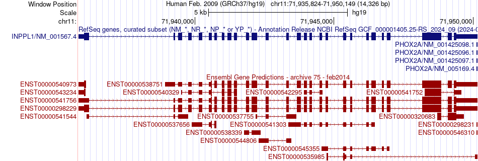 gene isoform structure of INPPL1
