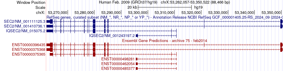 gene isoform structure of IQSEC2