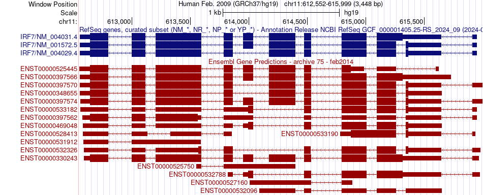 gene isoform structure of IRF7