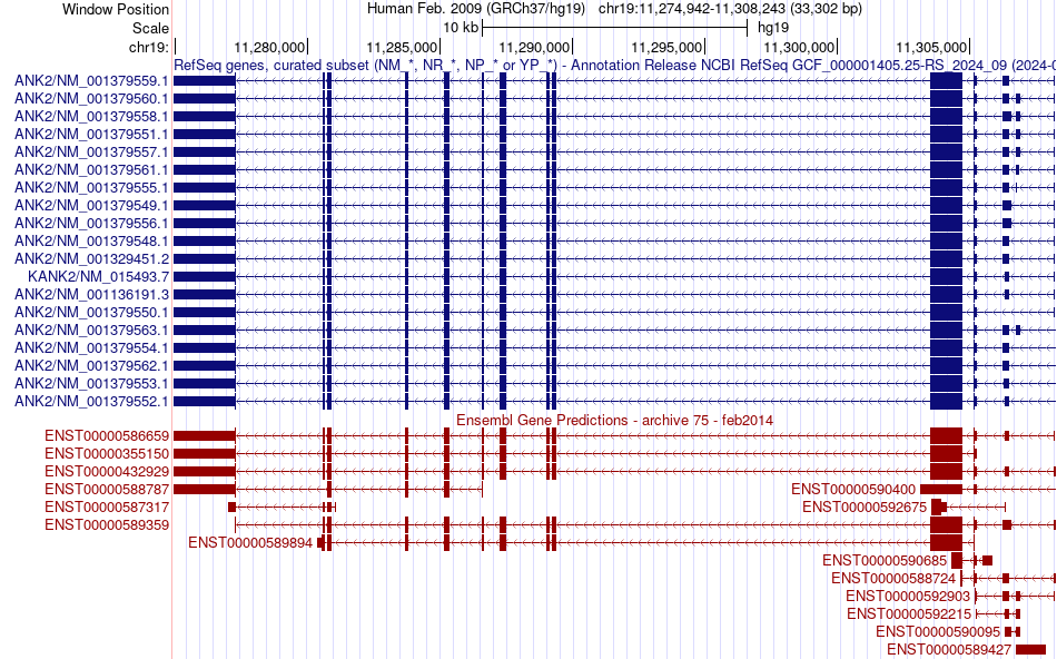gene isoform structure of KANK2