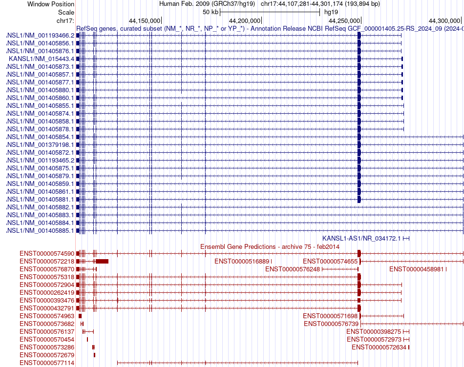 gene isoform structure of KANSL1