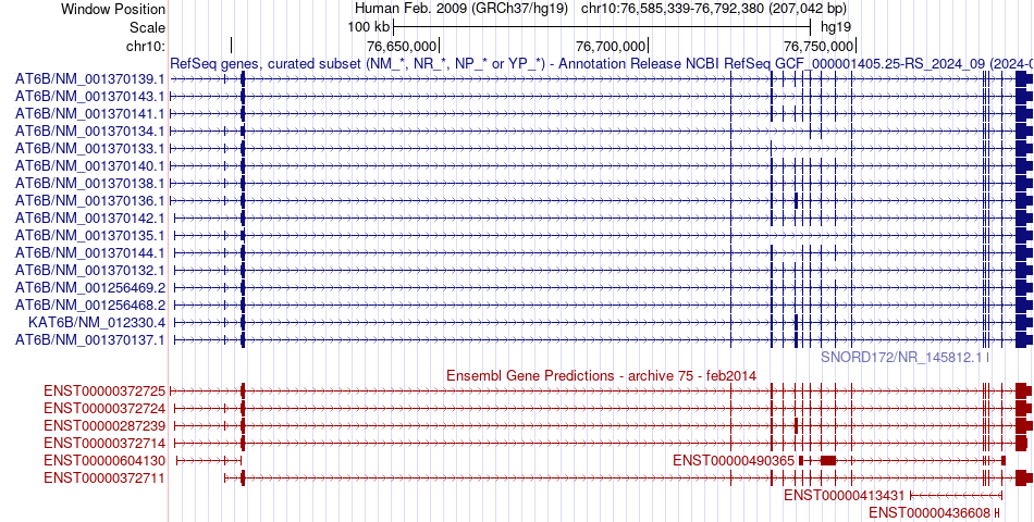 gene isoform structure of KAT6B
