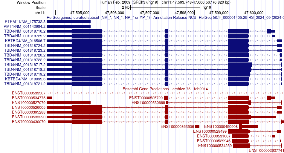 gene isoform structure of KBTBD4