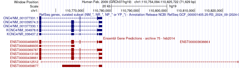 gene isoform structure of KCNC4