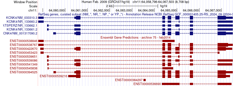 gene isoform structure of KCNK4