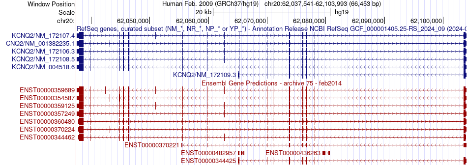 gene isoform structure of KCNQ2
