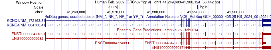 gene isoform structure of KCNQ4