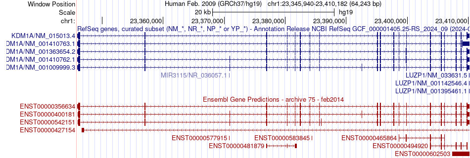 gene isoform structure of KDM1A