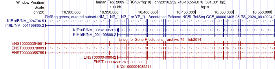 gene isoform structure of KIF16B