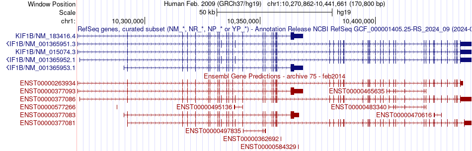 gene isoform structure of KIF1B