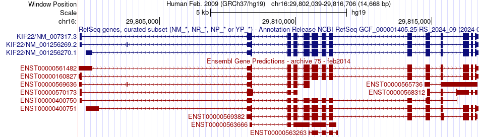 gene isoform structure of KIF22