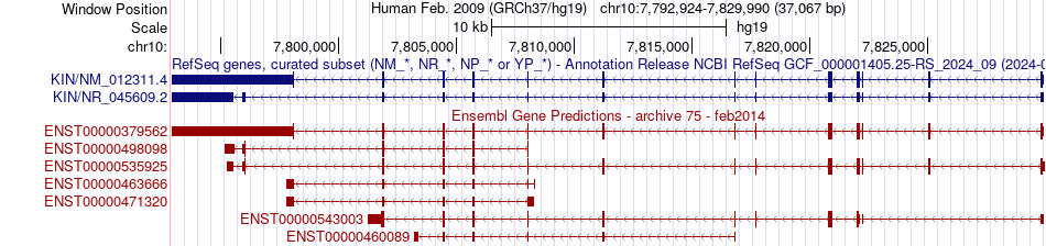 gene isoform structure of KIN