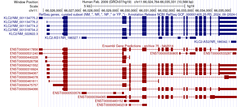 gene isoform structure of KLC2