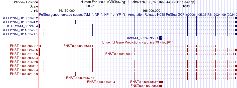 gene isoform structure of KLHL2