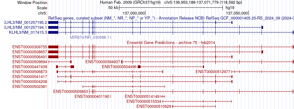 gene isoform structure of KLHL3