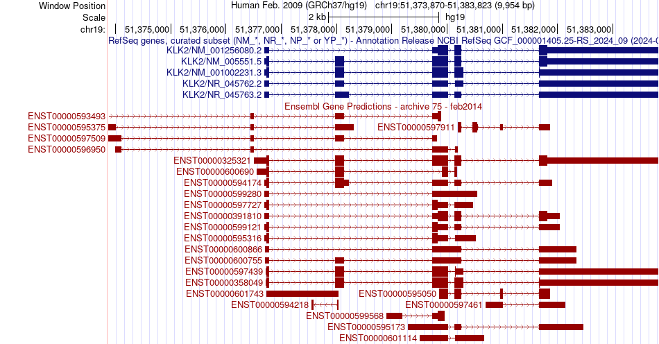 gene isoform structure of KLK2