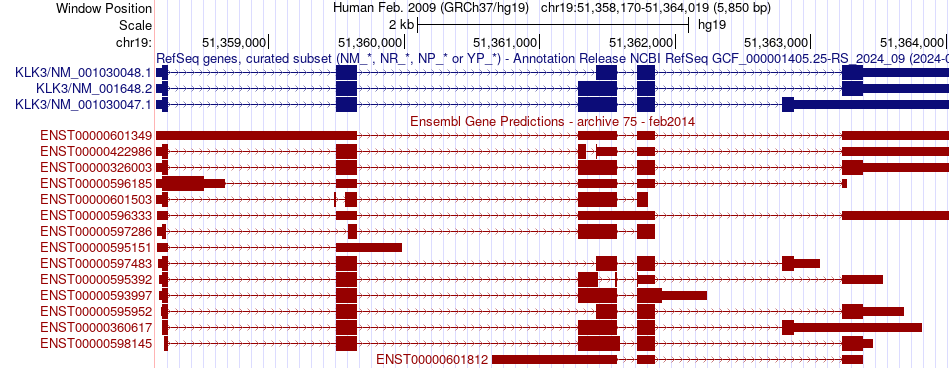 gene isoform structure of KLK3