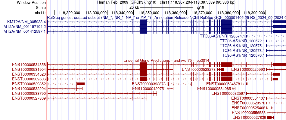 gene isoform structure of KMT2A