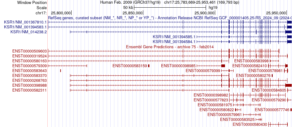 gene isoform structure of KSR1