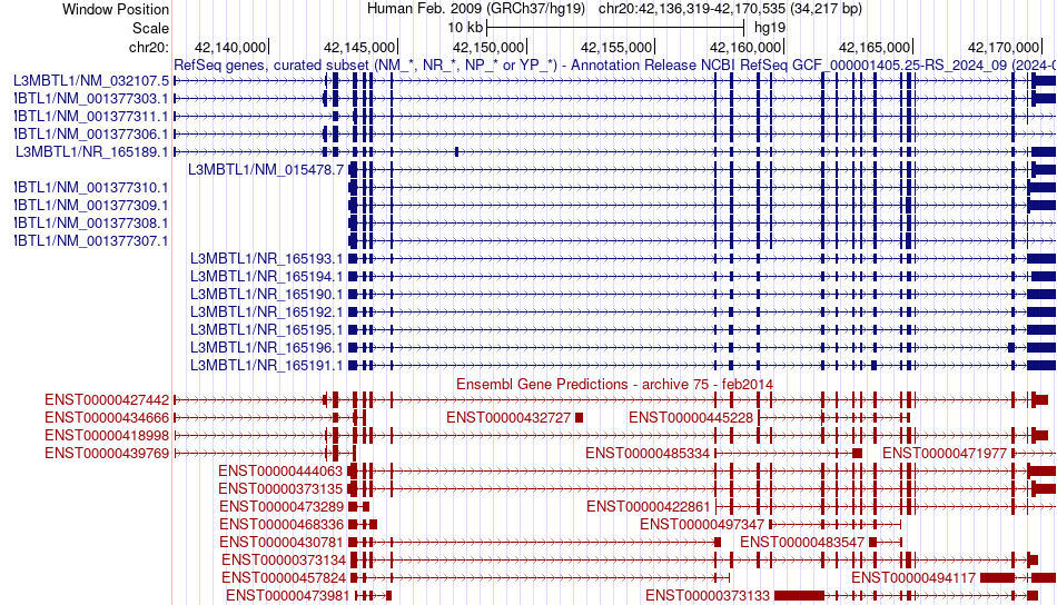 gene isoform structure of L3MBTL1