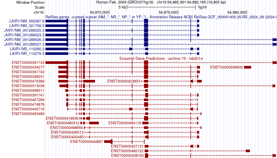 gene isoform structure of LAIR1