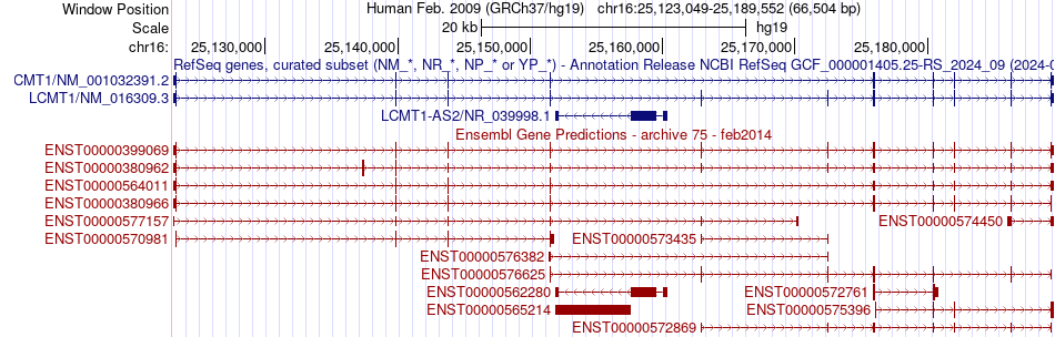 gene isoform structure of LCMT1