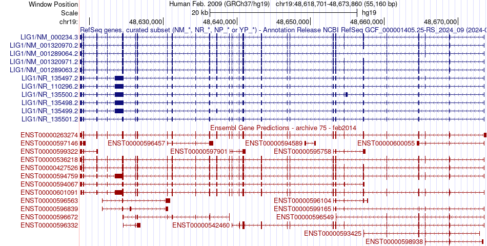 gene isoform structure of LIG1