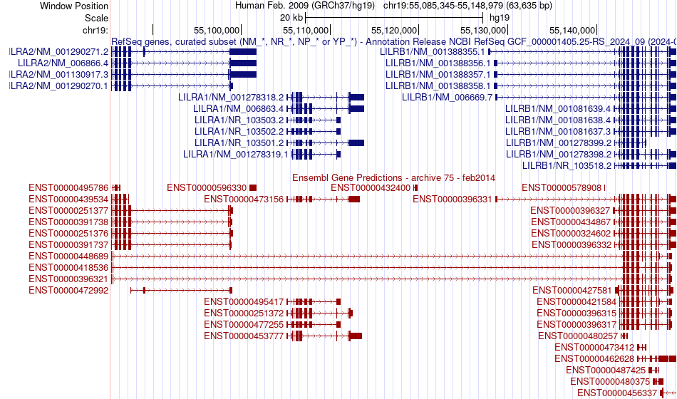 gene isoform structure of LILRB1