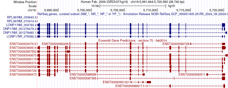 gene isoform structure of LONP1