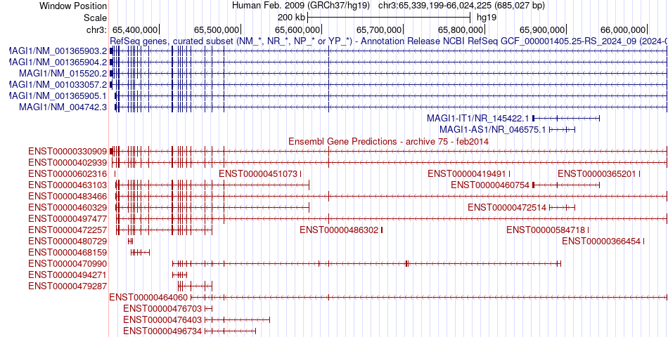 gene isoform structure of MAGI1