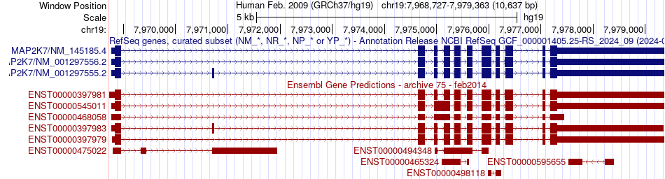 gene isoform structure of MAP2K7