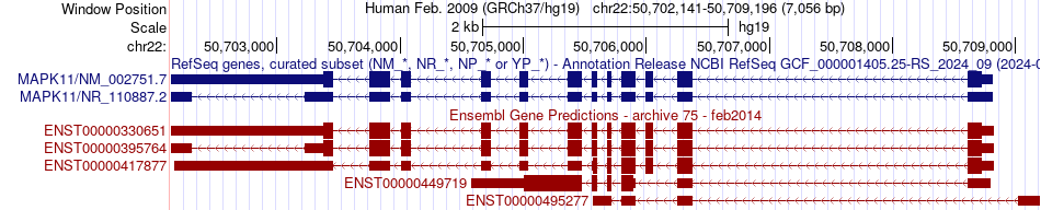gene isoform structure of MAPK11