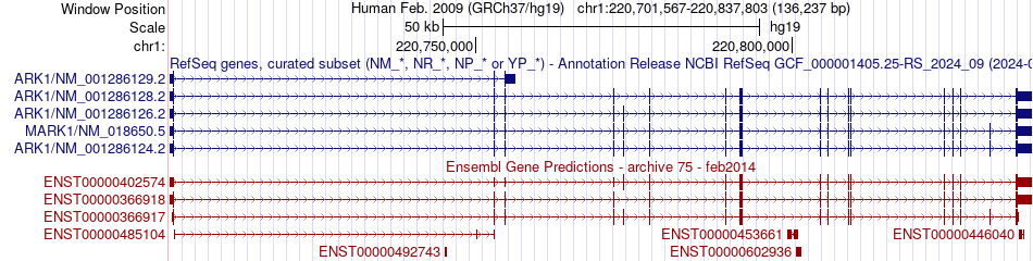 gene isoform structure of MARK1