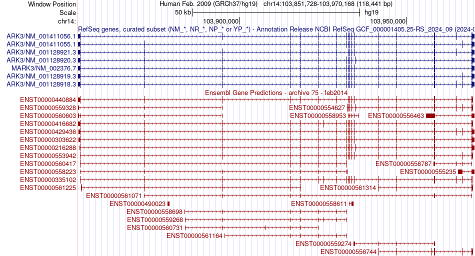 gene isoform structure of MARK3